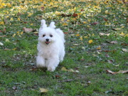 ڥåȥåסA Round Tailץ֥