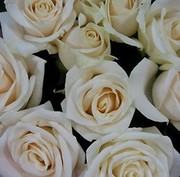 Despair of Youthfuldays