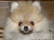 İݥ˥󡦥֥꡼Υ֥ Ҹưܡȥסɥ⤤衪̡ô