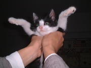 SUBTERRANEAN BABY BLUES